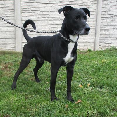 Bild vergrößern: Labrador-Mix Mogli